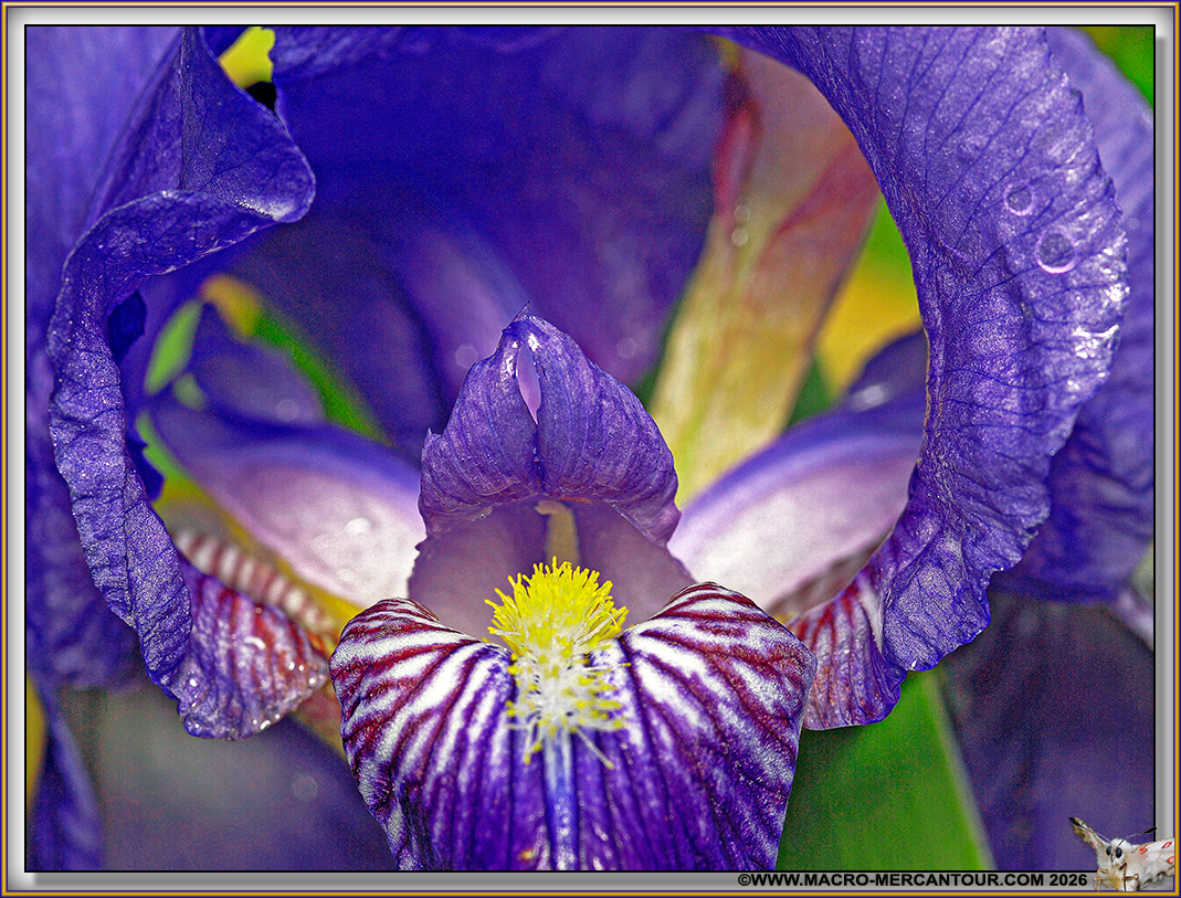 IRIS